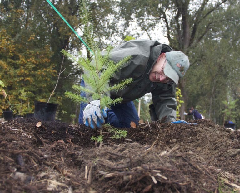 Restoring Issaquah Creek: Next Phase