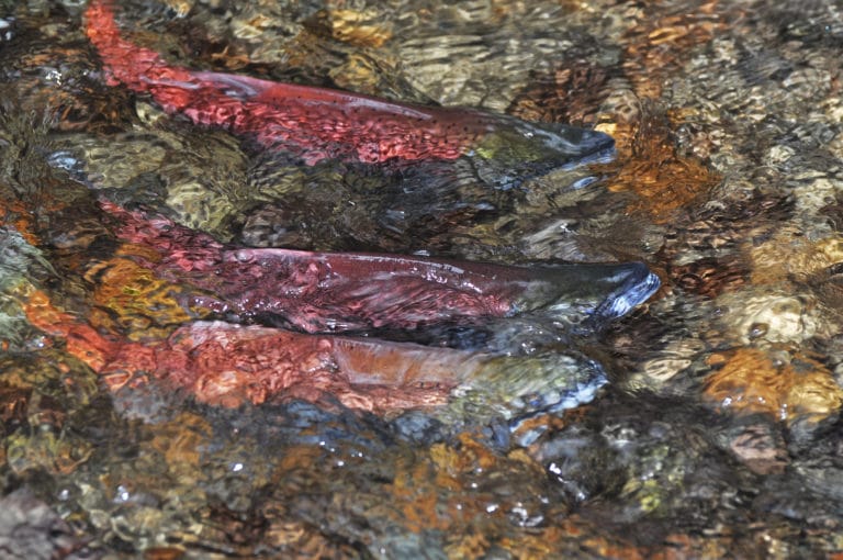 Swimming In the Right Direction