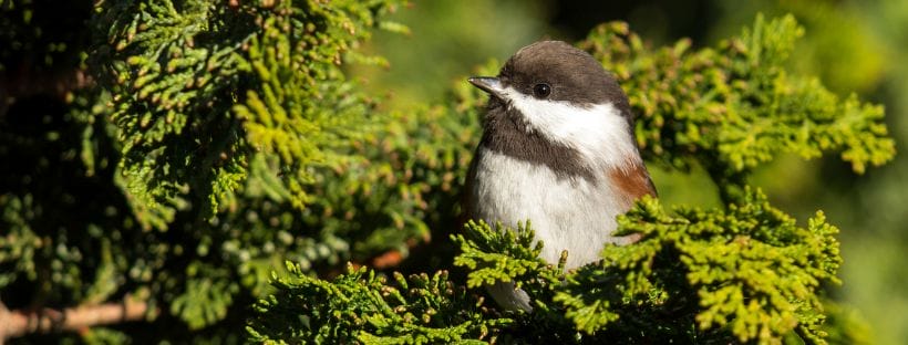 Eastside Audubon Society Photo: Chestnut-backed Chickadee © Mick Thompson