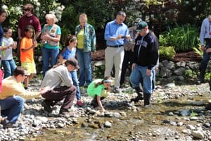 The Great Comeback of Lake Sammamish Kokanee