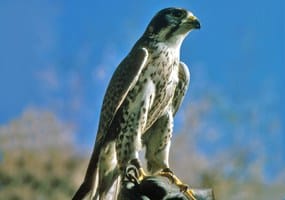 Peregrine Falcons: Biologists extend closure of climbing wall