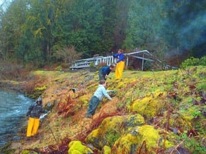 Keeping knotweed at bay along Issaquah Creek