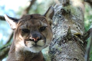 Cougars in the Greenway
