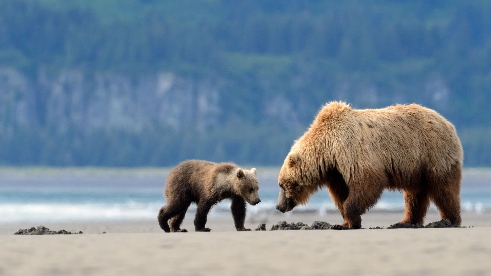 Friends of the North Cascades Grizzly Bear - Restoring a healthy population  of grizzly bears to the North Cascades.