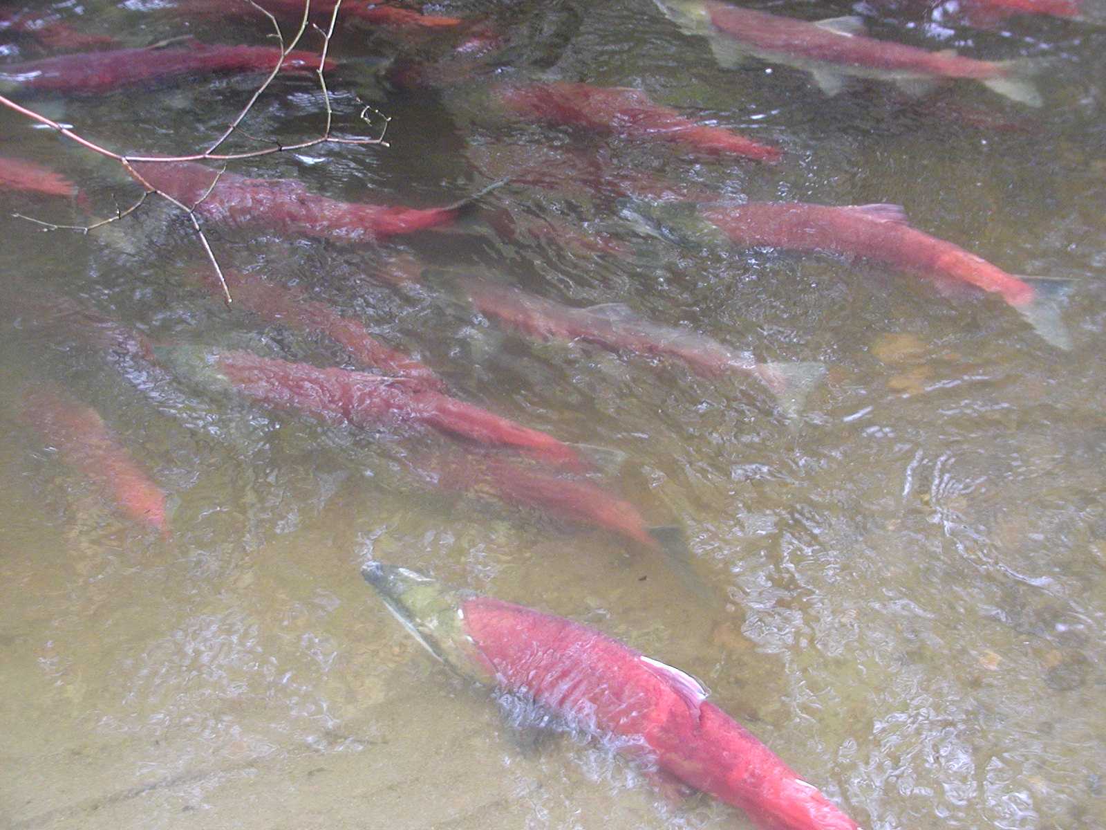 Salmon Viewing in the Greenway