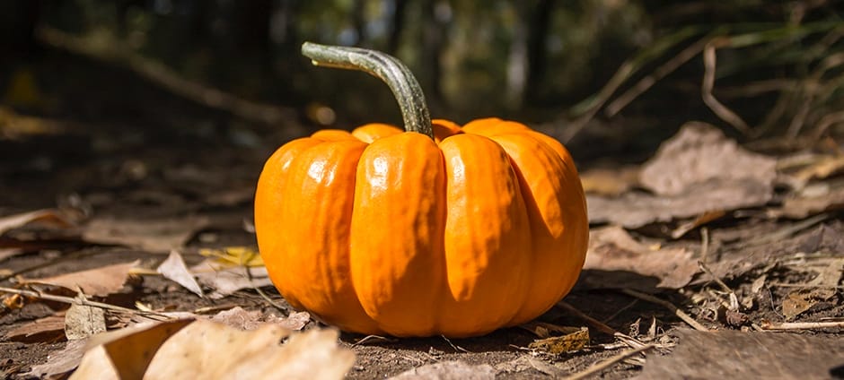 steve-halama-DVSvLNxUxJM-unsplash-pumpkin-loop-web