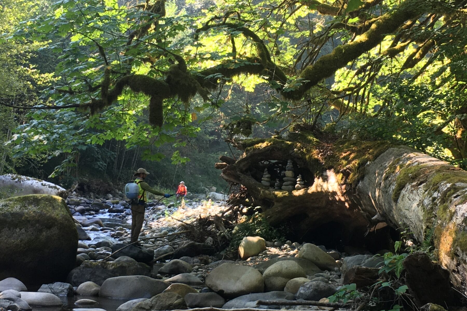 Knotweed Removal in the Raging River