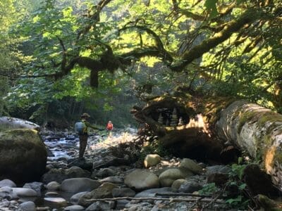 Knotweed Removal in the Raging River