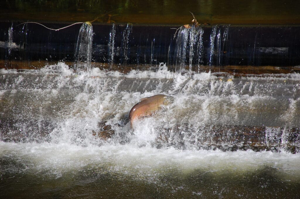 salmon ladder in Issaquah