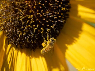 a zoomed in photo of a bee landed on a sunflower