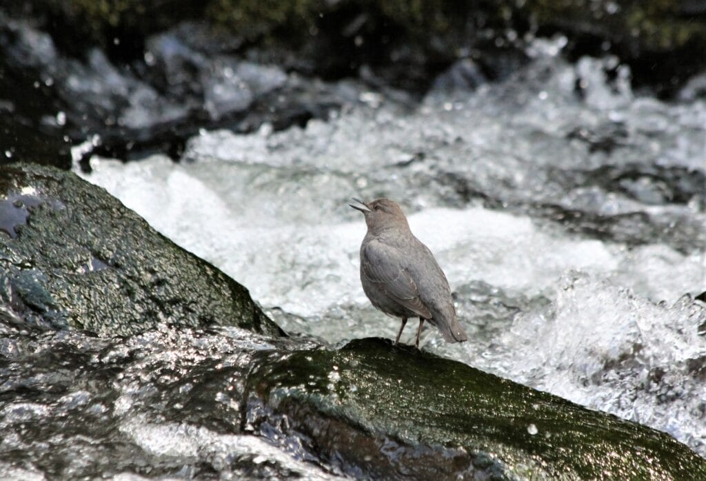 American Dipper opens its mouth to sing.