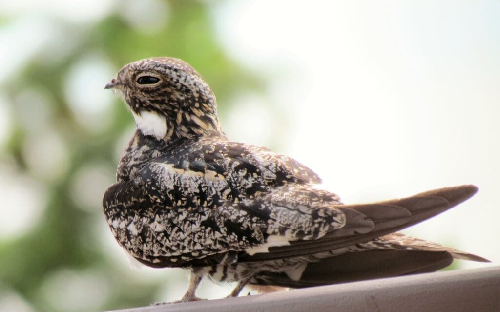 A close up picture shows off the nighthawks coloring and shape.