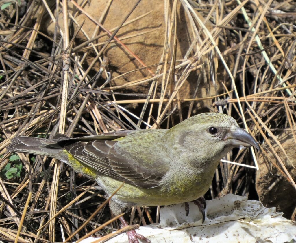 The female red crossbill is a grey and yellow color.