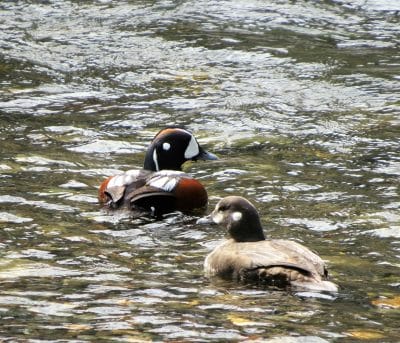 A male and female pair of Harlequin ducks swim up the Teanaway River.