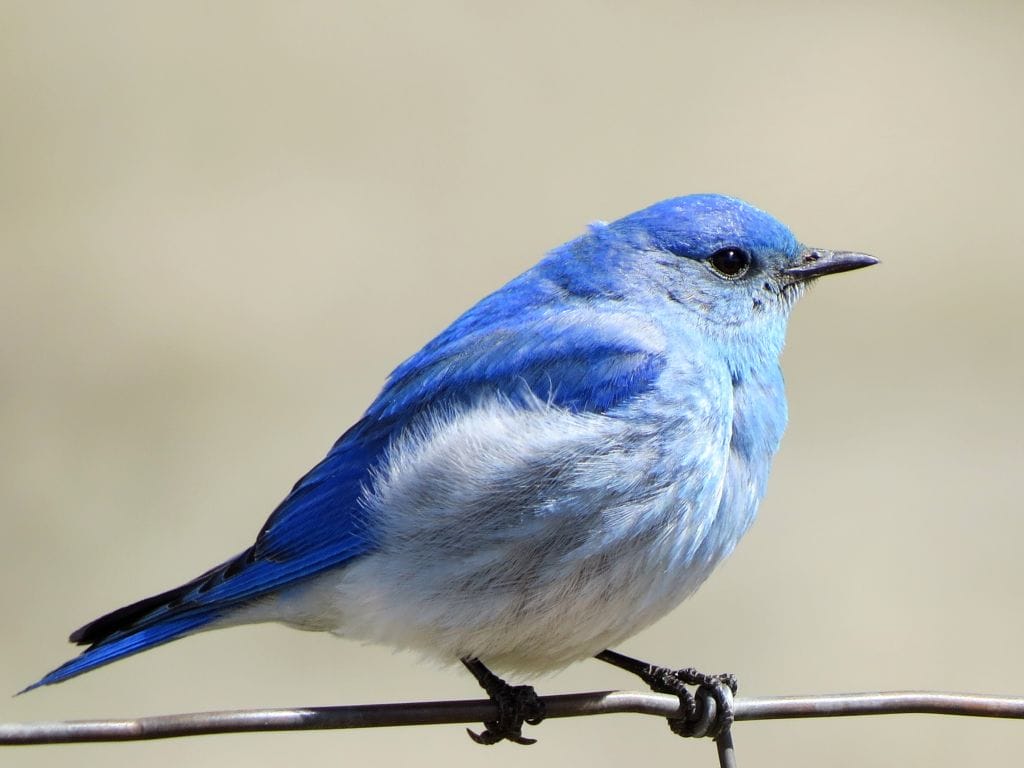 A bright blue bird sits on a wire fence.