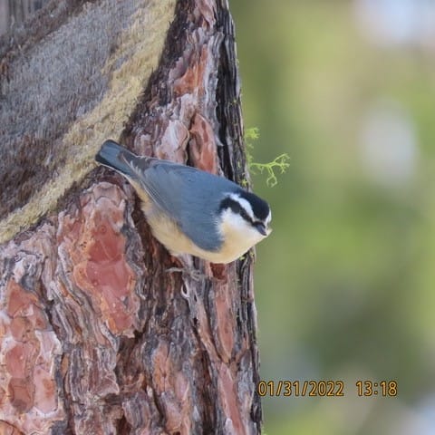 Red-breasted Nuthatch on the edge of a Ponderosa Pine stump.