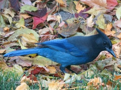 A brilliantly blue Steller's jay stands on multicolored leaves.