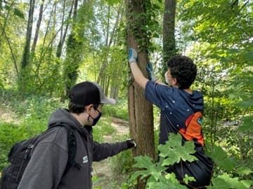 Two youths tend to tree