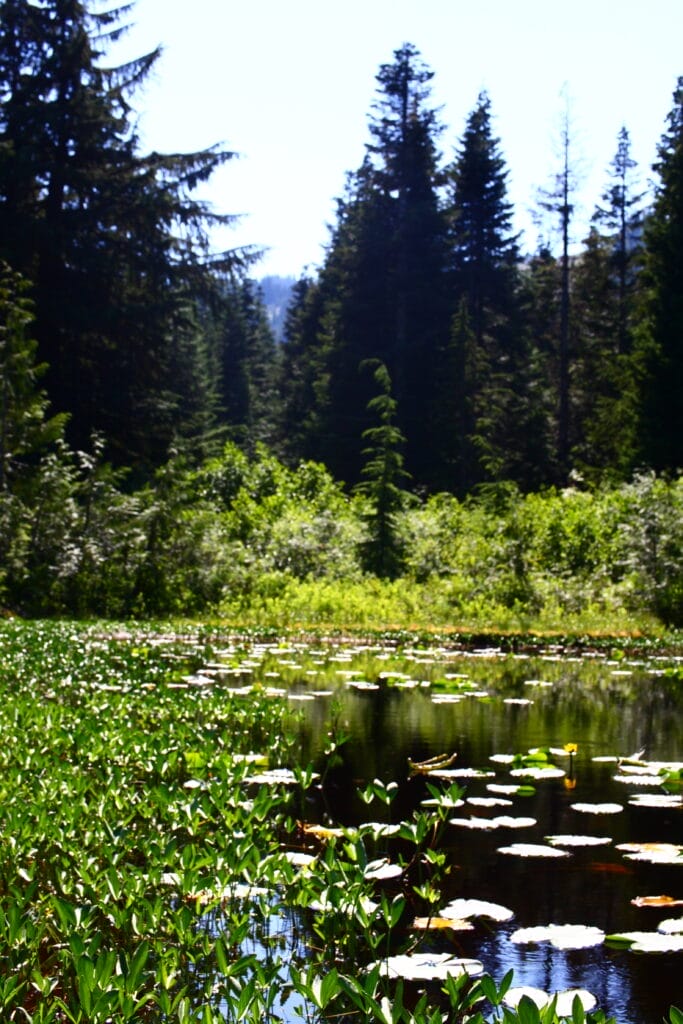 A swampy lake full of yellow pond lilies lit by a sunny day
