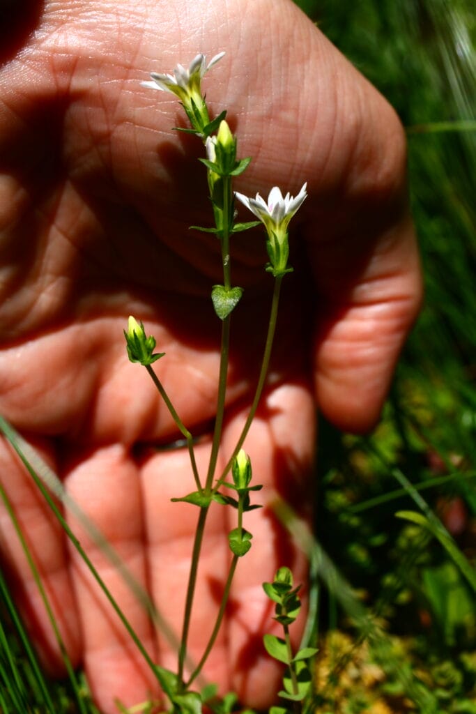 Swamp Gentian resting in a person's palm