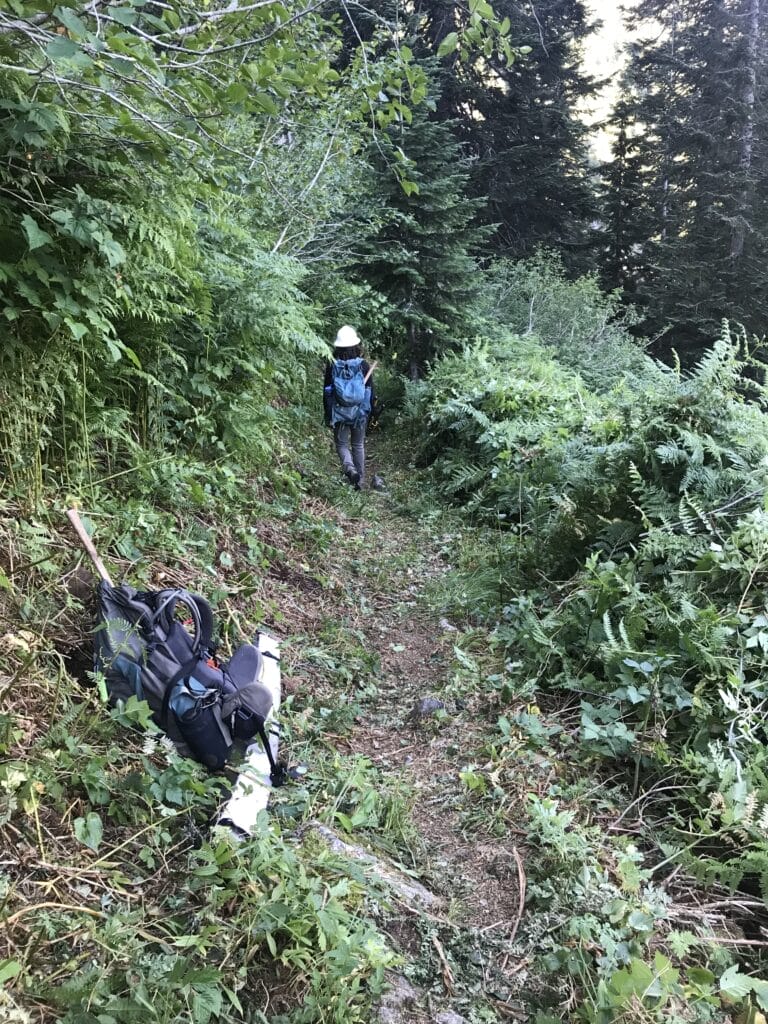 A trail that has had its brush cut away