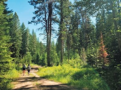 Hikers walking through a green forest