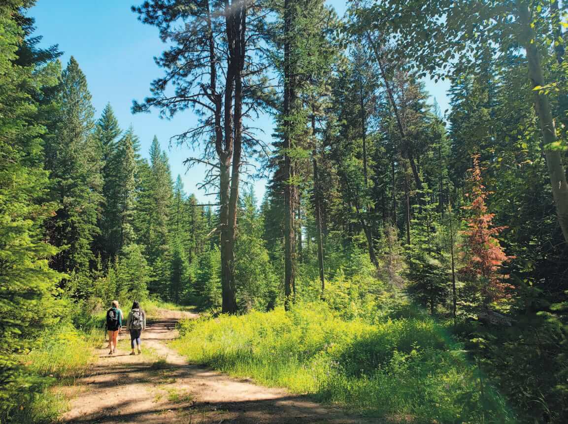 Hikers walking through a green forest