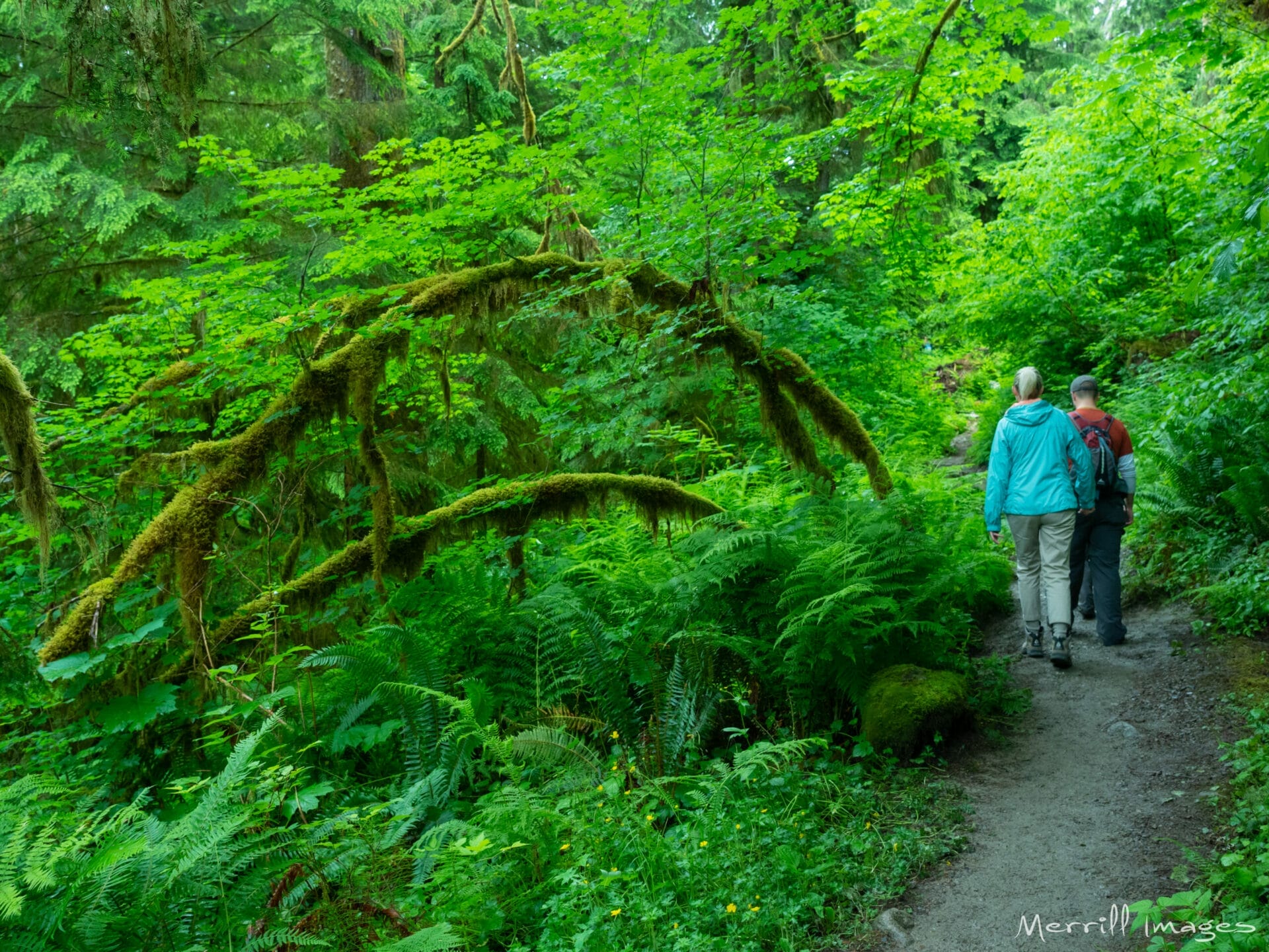 Two people hiking in a lush wooded landscape