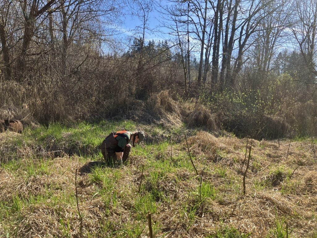 Installing tree cuttings at Coe-Clemmons Creek