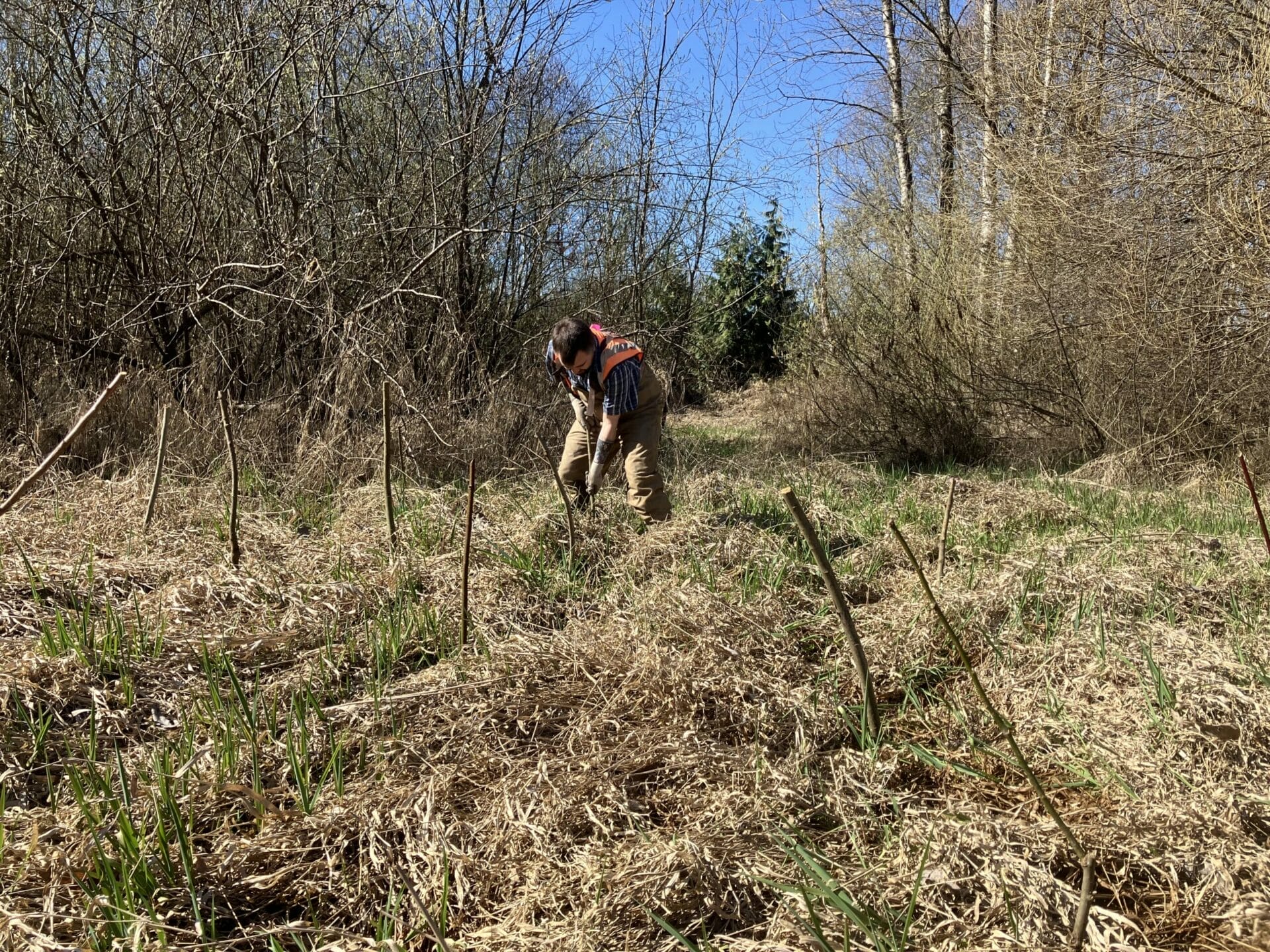 Using Tree Cuttings to Restore Coe-Clemmons Creek 