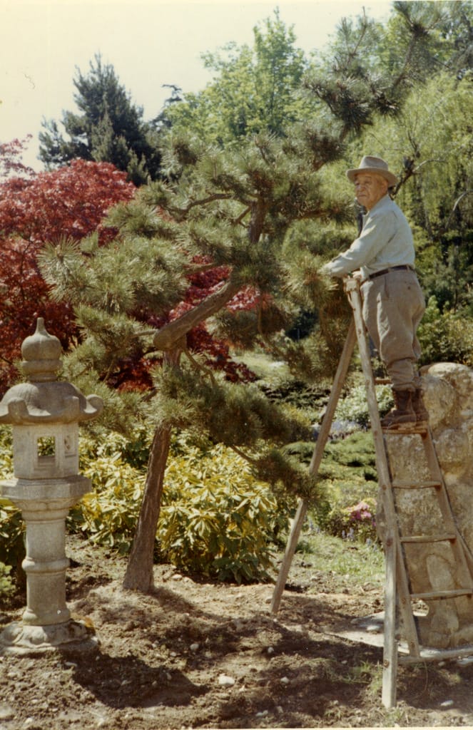 Fujitaro Kubota on a ladder working on a tree in the Garden
