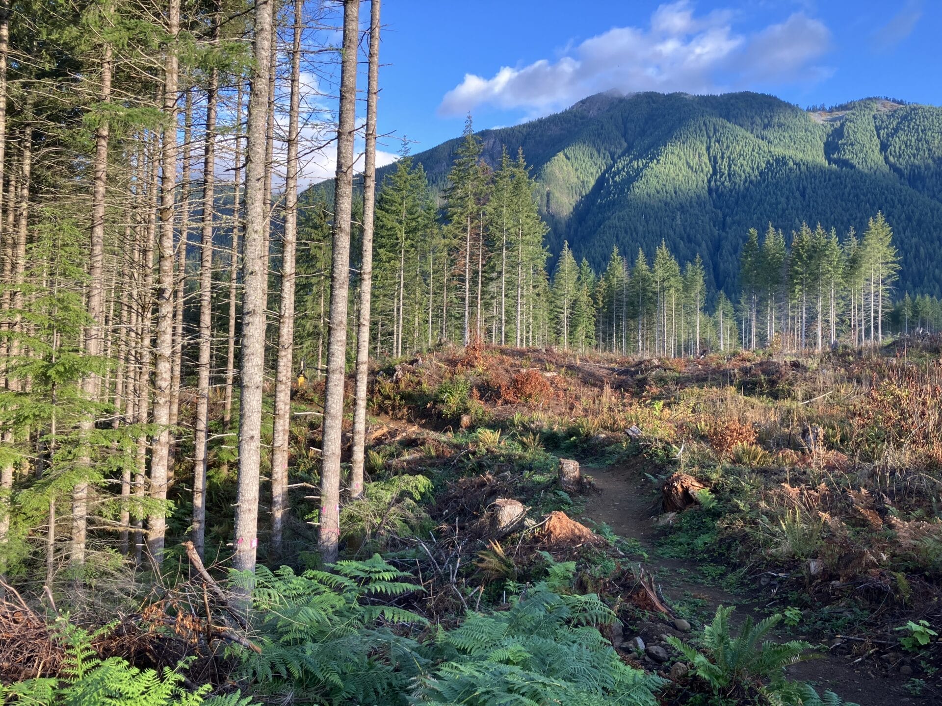 Sustainable Trail Updates in the Middle Fork Snoqualmie Valley 