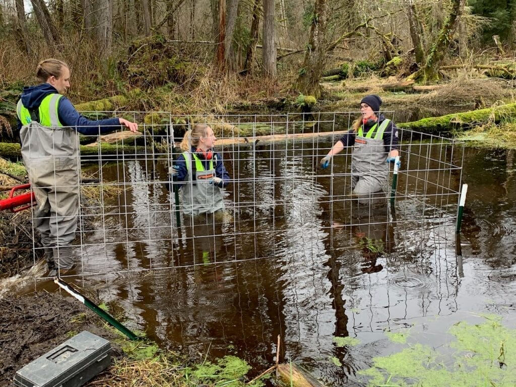 Elyssa Kerr and others installing beaver device