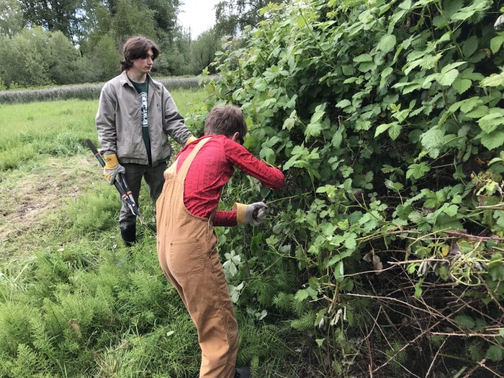 Boy in overalls uses loppers to remove blackberry in a forest